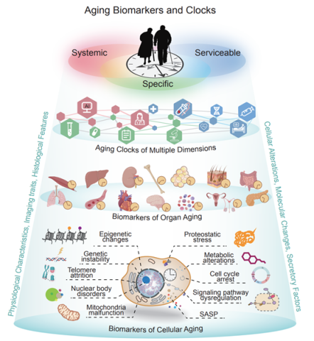 aging biomarkers and clocks