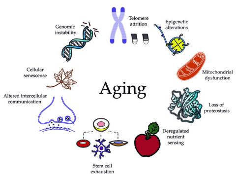 aging